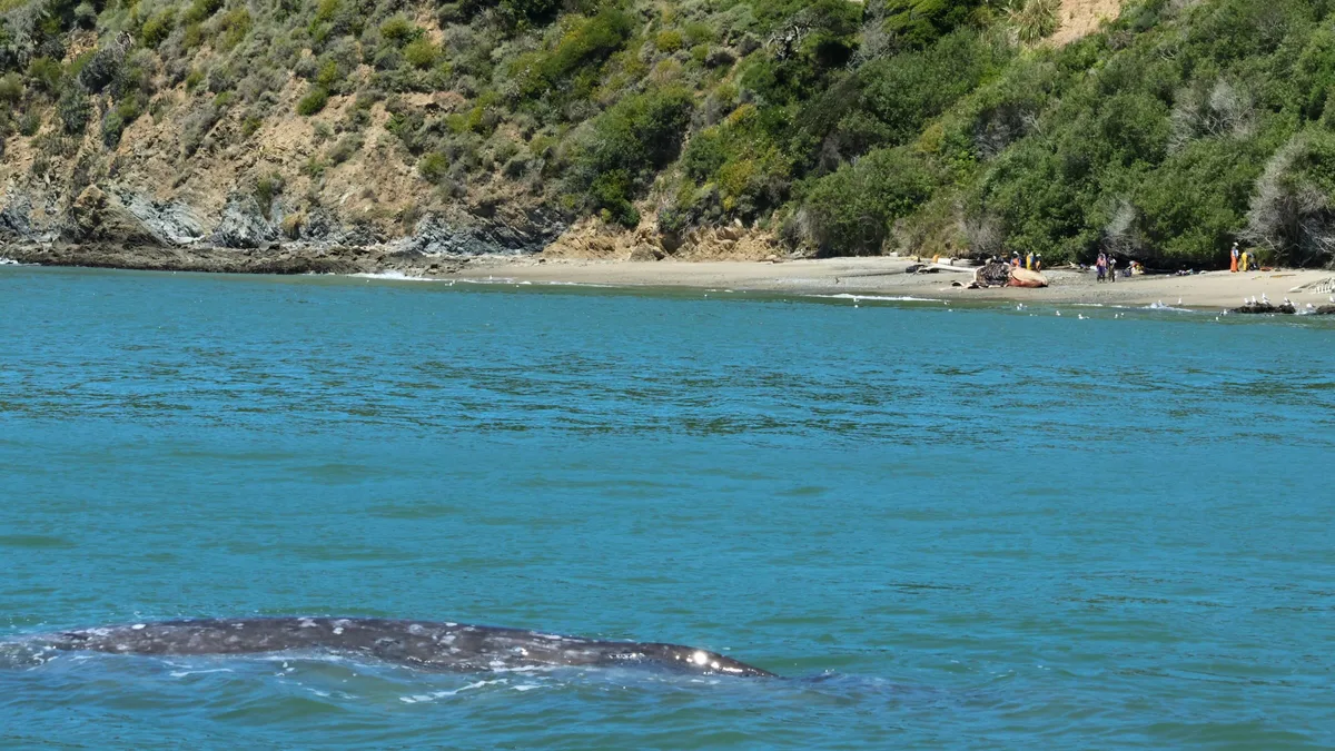 Gray whale, Angel Island State Park in San Francisco Bay