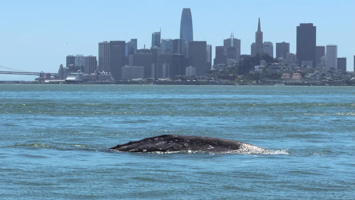Gray whale in San Francisco Bay