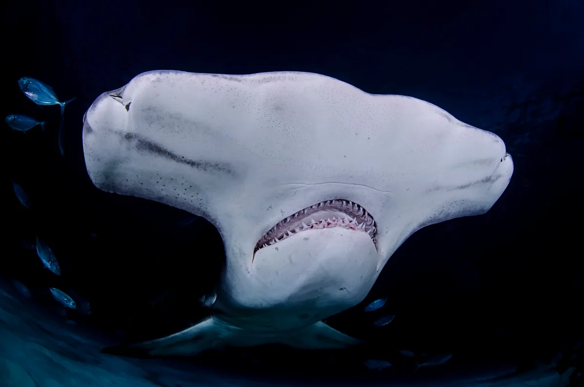 Great hammerhead shark in Bahamas
