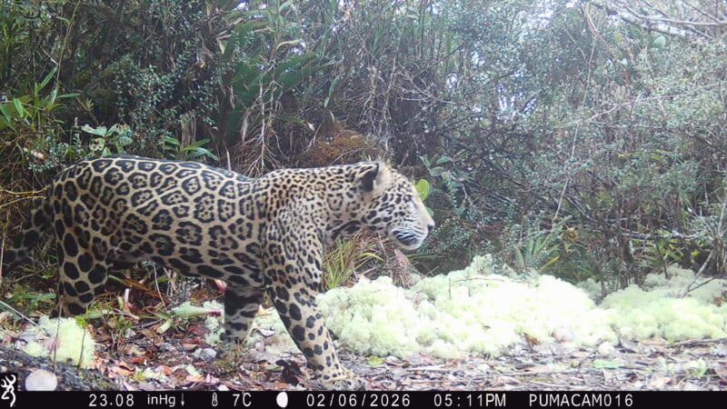 A jaguar with distinctive black rosettes on its golden fur walks through dense, green vegetation. White moss covers part of the ground. The image is from a camera trap, with date, time, and weather info at the bottom.