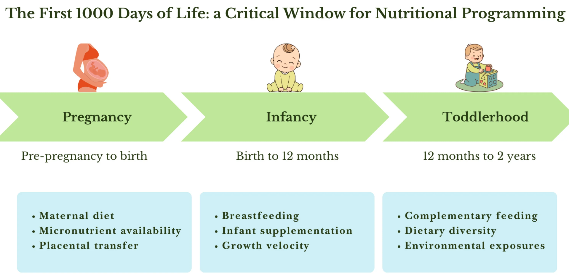 Key maternal, infant, and environmental factors influencing nutritional programming during pregnancy, infancy and toddlerhood.
