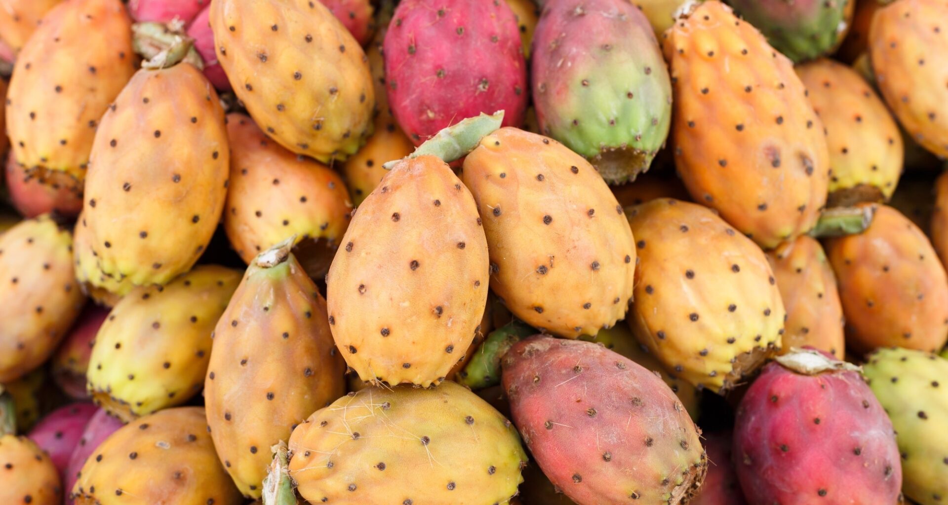 Review: The Prickly Solution to Metabolic Syndrome: A Multitarget View on the Opuntia ficus-indica Fruit Phytocomplex. Image Credit: anna.q / Shutterstock