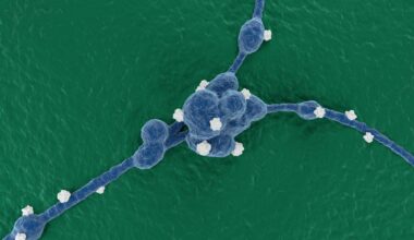 Targeted diet helps reprogram aggressive neuroblastoma in mice