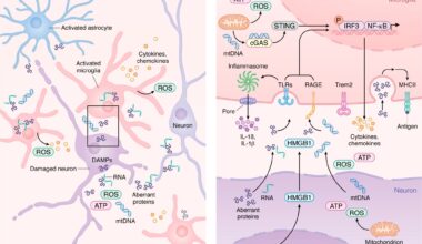 Innate immune activation and microglial transition during neurodegeneration. (A) During neurodegeneration, distressed neurons release DAMPs such as mtDNA, ROS, HMGB1, aberrant proteins, and pTau–bound RNA. These signals activate resident microglia and astrocytes, which then recruit peripheral immune cells. As shown in more detail in B, activated microglia upregulate PRRs, including TLRs, RAGE, and cGAS, enabling detection of neuron-derived DAMPs. Engagement of PRRs induces proinflammatory gene expression programs and activates inflammasome pathways that promote release of chemokines and cytokines into the CNS parenchyma. As microglia transition from homeostatic to reactive states in a TREM2-dependent manner, damage-associated microglia increase MHC-II expression to support antigen presentation and coordination of adaptive immune responses that attempt to limit neurodegeneration.