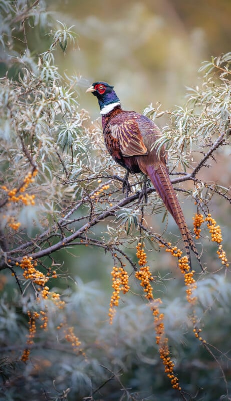 A colorful pheasant with a long tail perches on a branch surrounded by orange berries and silvery-green leaves, set against a soft, blurred natural background.