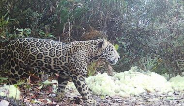 ‘Cloud Jaguar’ Sighting Is First in a Decade Caught on a Trail Cam in Honduras