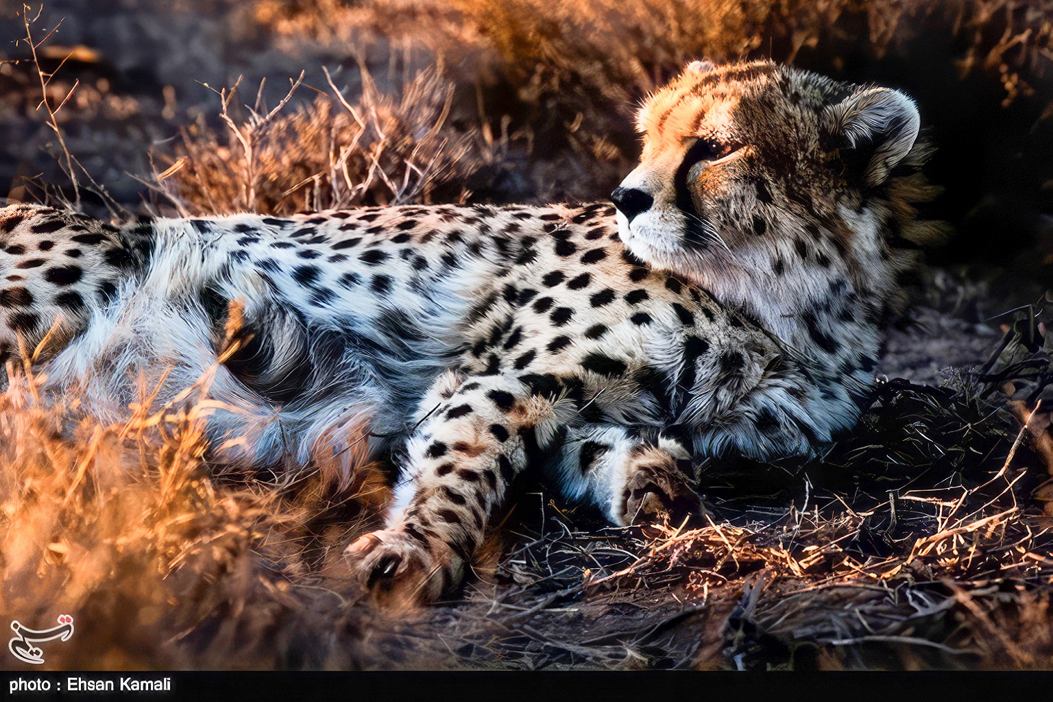 Kushki (male) is one of the last surviving Asiatic cheetahs from northeastern Iran’s Miandasht Wildlife Refuge.