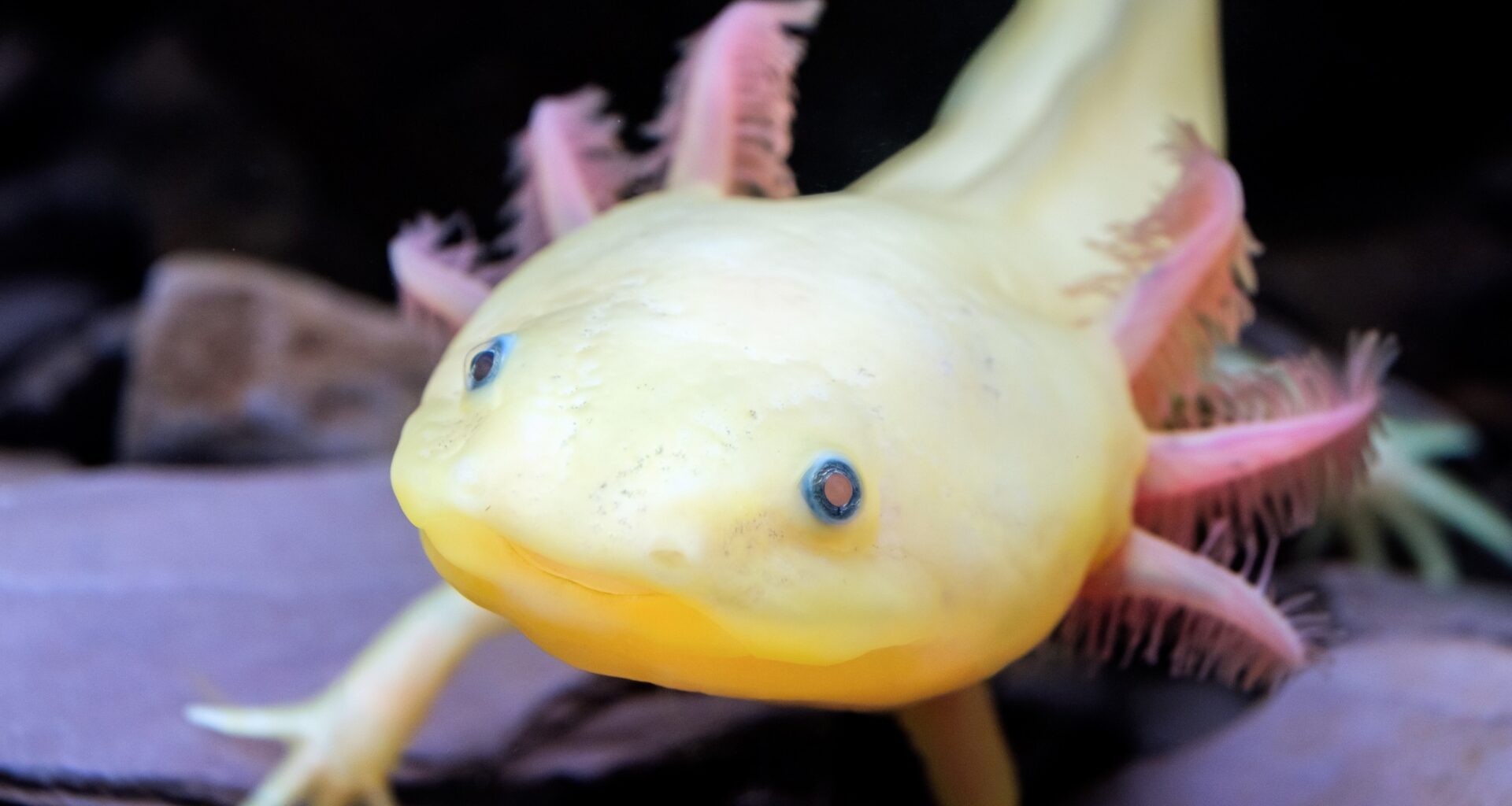 Salamander gene discovery could lead to human limb regeneration