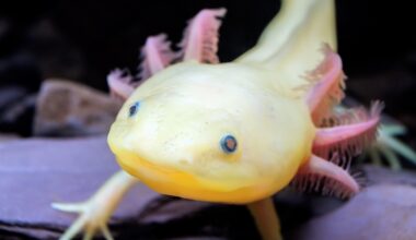 Salamander gene discovery could lead to human limb regeneration