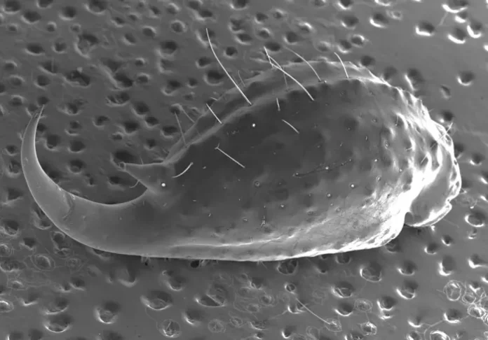 SE micrograph of the entire telson (stinger) of the Tanzanian red bark scorpion (Babycurus Jacksoni). Image includes the telson vesicle, in which the two venom producing glands can be found. Muscles surrounding the glands will contract internally, pushing venom up through conduits to the tip of the telson (termed the aculeus). This species also features a subaculear tubercle (small protrusion above the stinger) with an unknown function. Credit Sam Campbell/University of Queensland