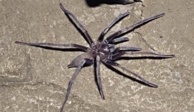 Tarantula