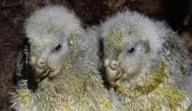 Two yellow and gray parrot chicks sit side by side against a dark background.