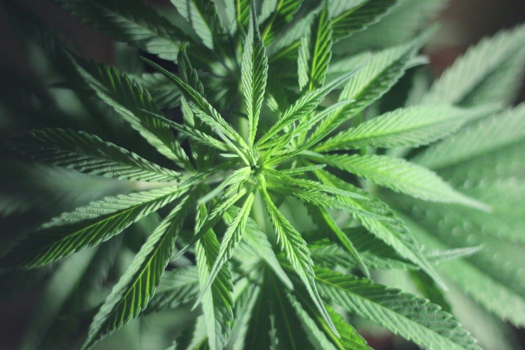 Updated-EC-ruling-for-CBD-classes-supplement-ingredient-as-Novel-Food.jpg