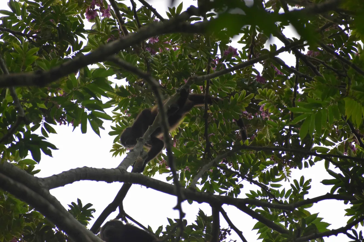 Mantled howler monkey with flowers