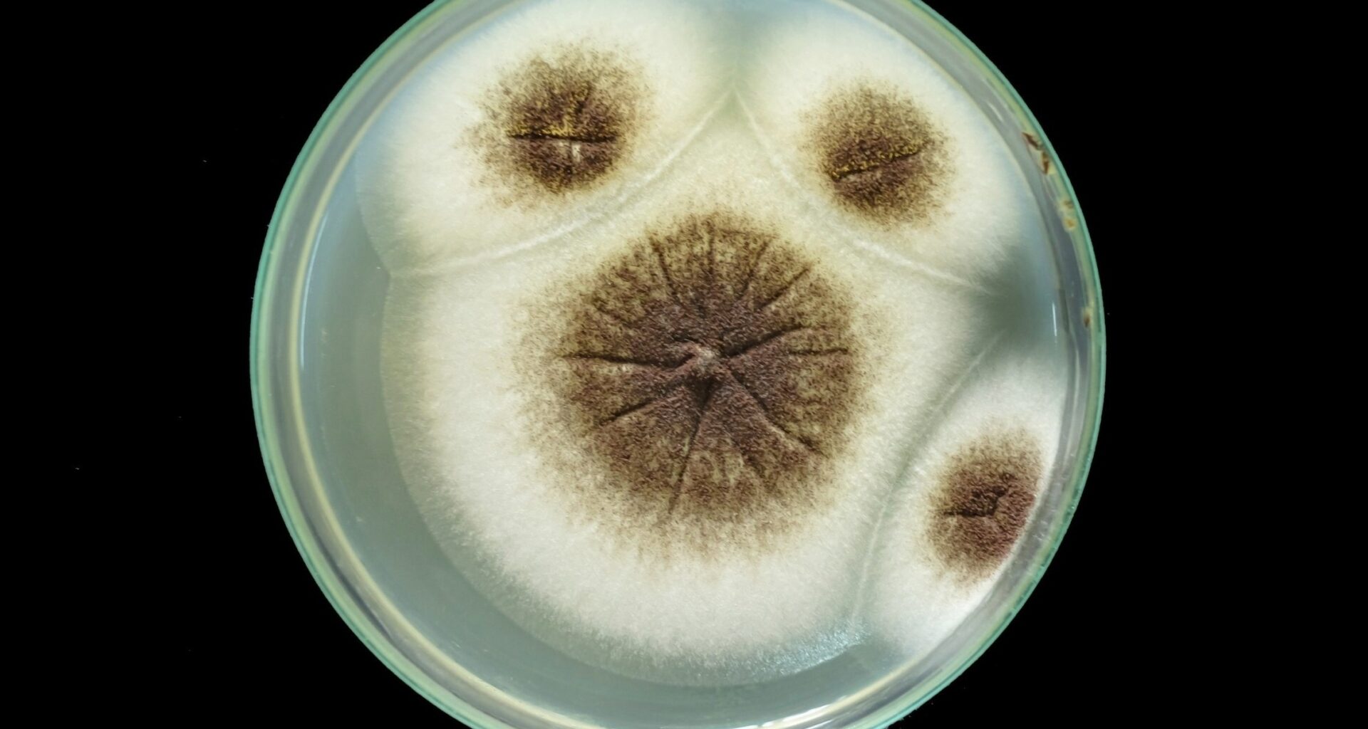 Mars missions face new contamination risk from hardy fungus