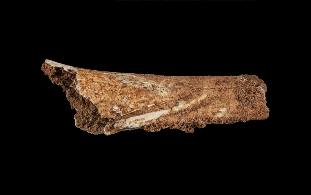 Megalibgwilia owenii bone