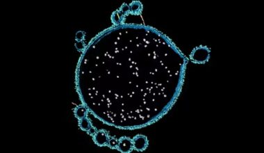 Strange Microbes Found in Shark Bay Could Reveal How Complex Life Began : ScienceAlert