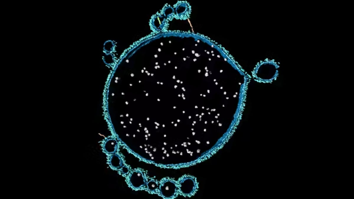 Strange Microbes Found in Shark Bay Could Reveal How Complex Life Began : ScienceAlert