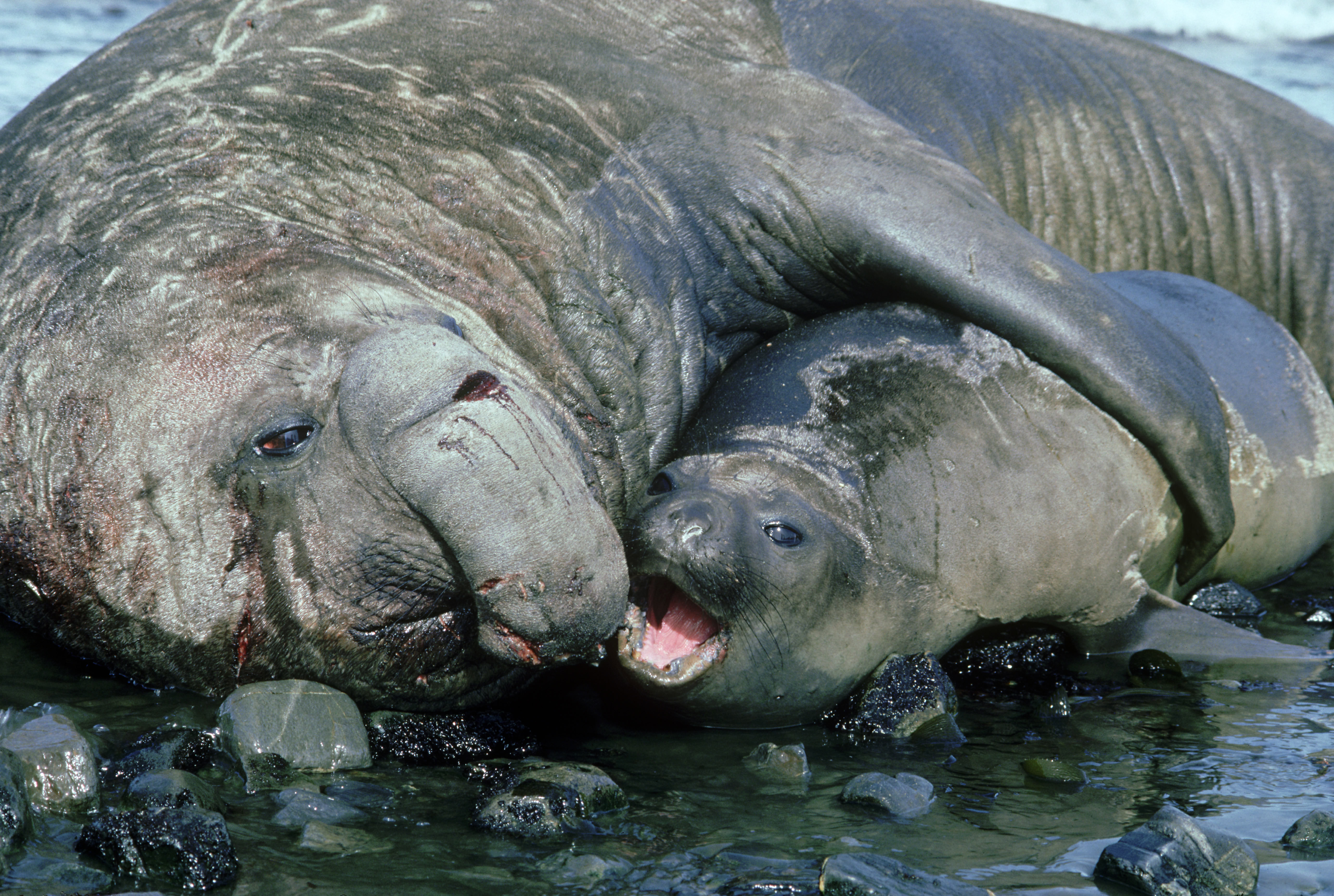 A photo of two elephant seals taken by Doug Allan