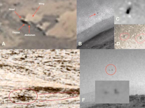 Nasa Rover Images Show Possible Insect Like Creatures On Mars, With Labeled Features Such As Wings, Thorax, And Abdomen.