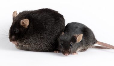 Obese mouse and healthy mouse