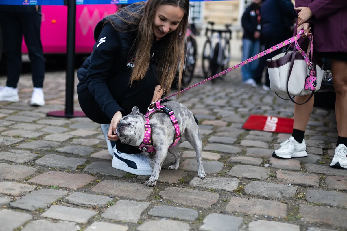 French pug dog at Paris-Roubaix