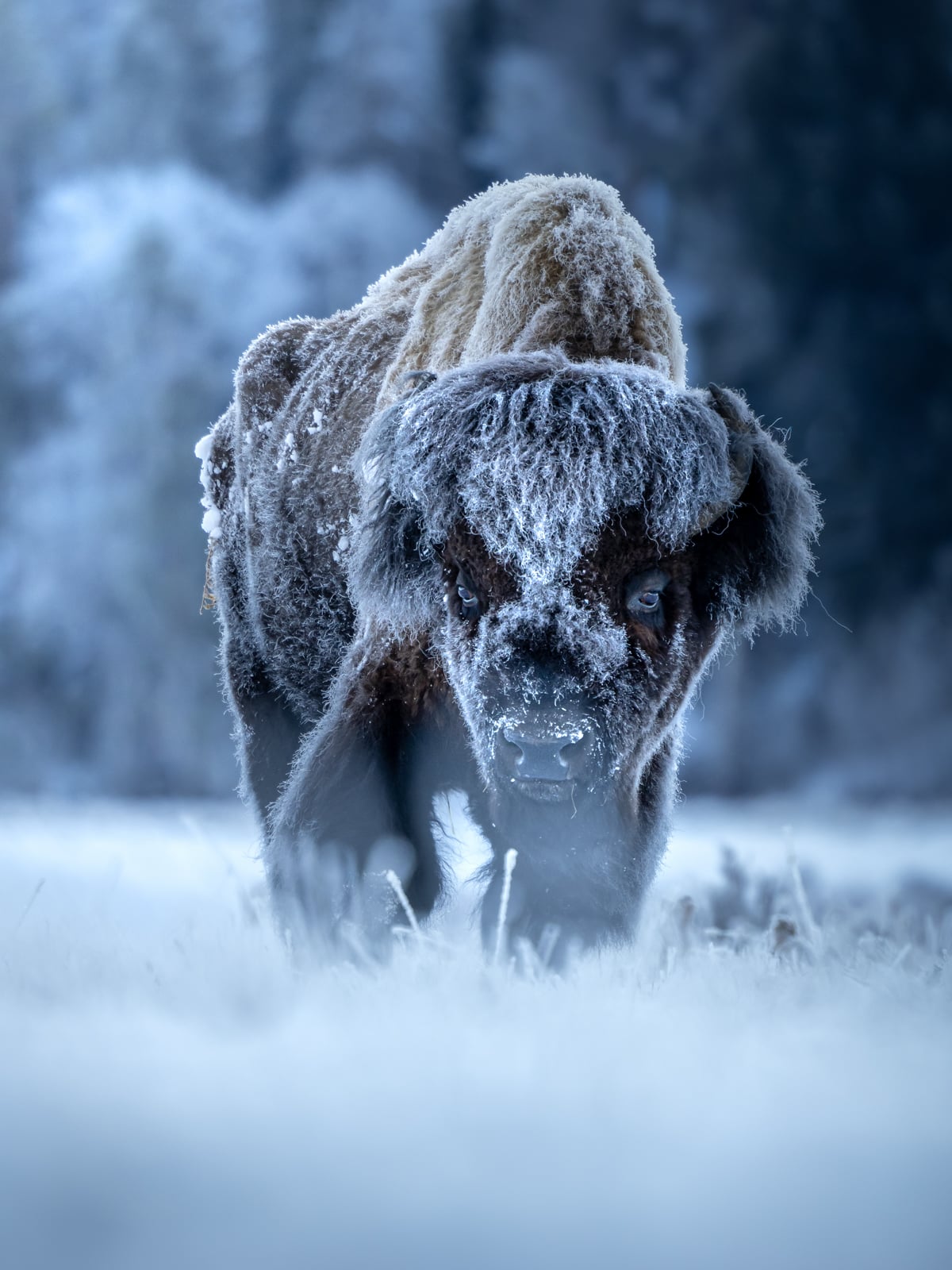 A bison with frost-covered fur stands in a snowy, wintry landscape, staring intently forward. The background is blurred with trees and snow, creating a cold, misty atmosphere.
