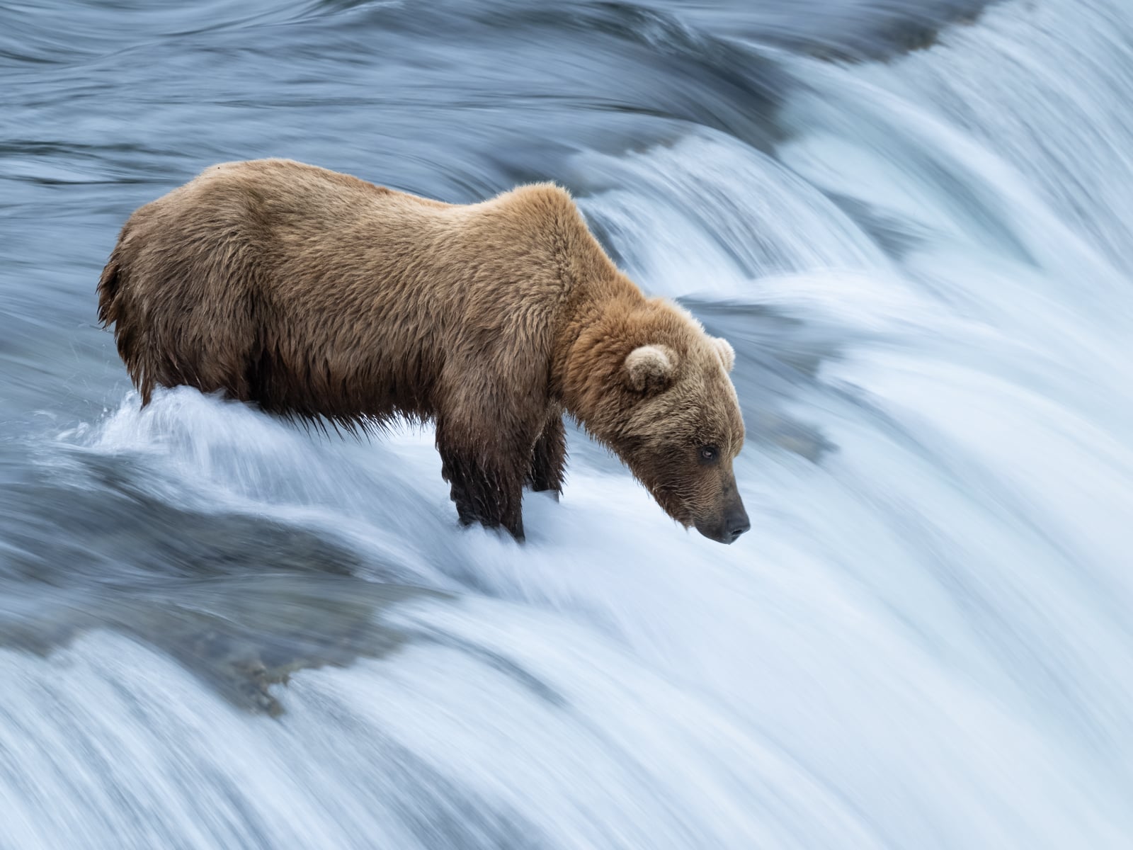 A brown bear stands in a rushing river at the edge of a small waterfall, intently looking into the water, possibly searching for fish. The flowing water blurs around its legs.