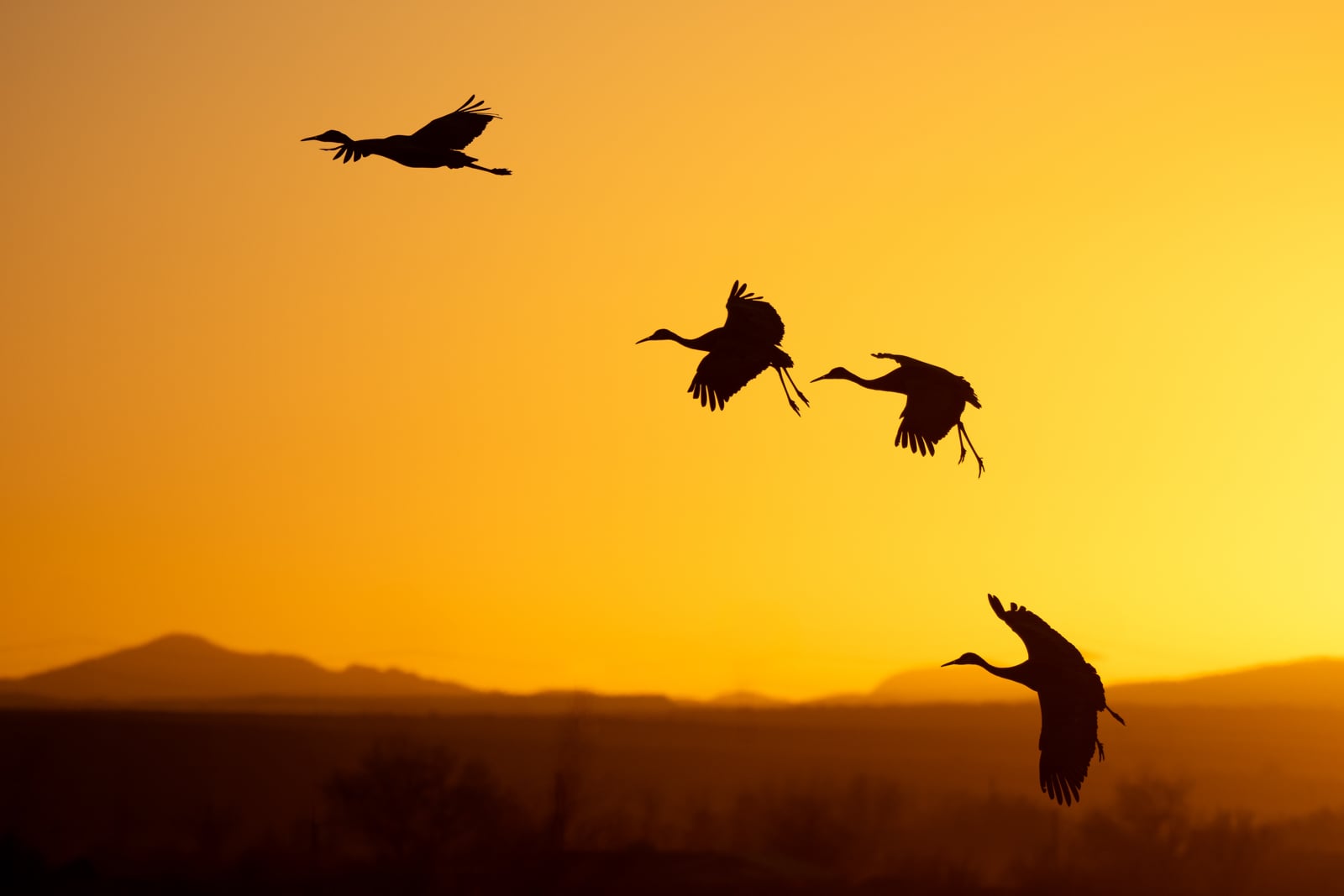 Four birds fly in silhouette against a vibrant orange sky at sunset, with distant mountains and trees visible along the dark horizon.
