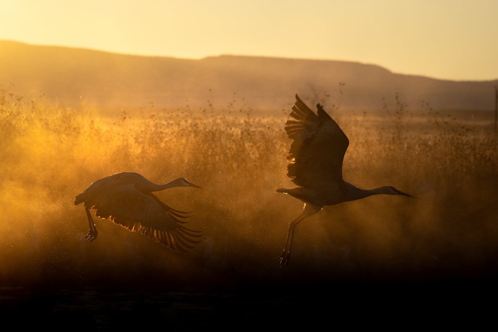 Two large birds in silhouette take flight at sunrise, their wings outstretched as golden light and morning mist fill the background, creating a dramatic and serene scene in nature.