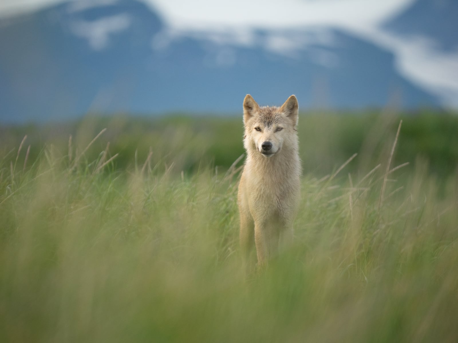 A lone wolf stands in tall green grass, looking forward. Snow-capped mountains and a cloudy sky are blurred in the background.