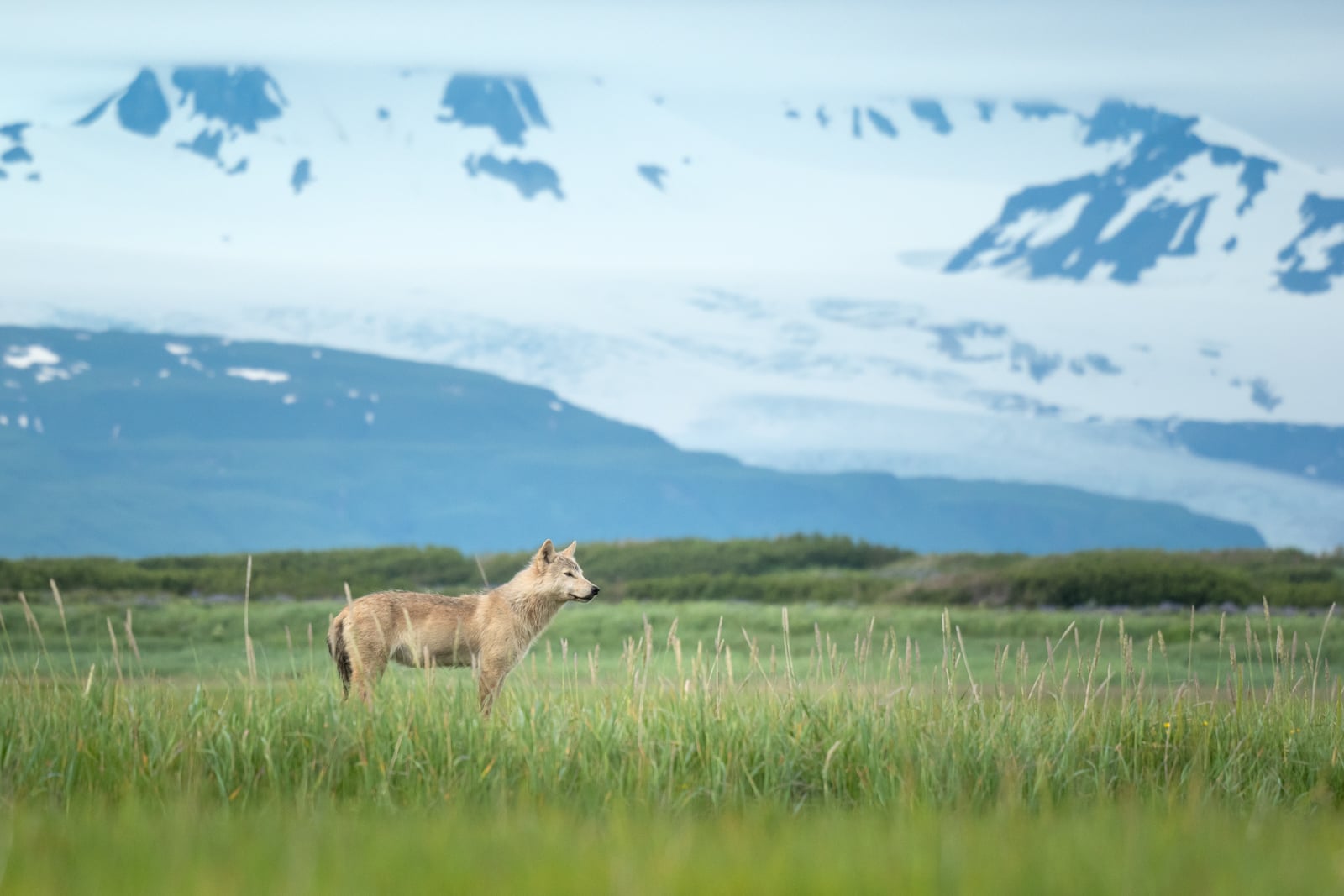 A lone wolf stands in tall green grass, looking to the left, with snow-covered mountains and cloudy sky in the background.