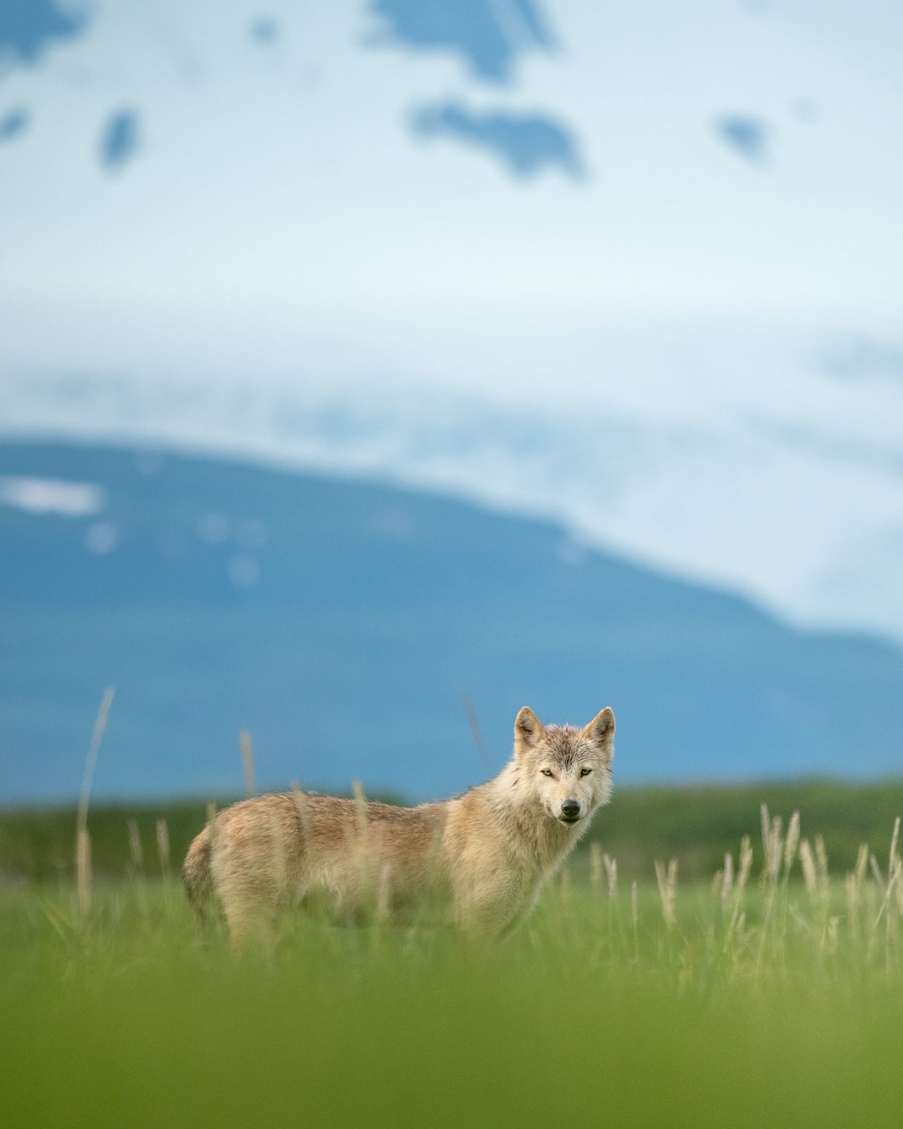 A lone wolf with light brown fur stands in tall green grass, looking toward the camera. Snow-capped mountains and a blue sky form a blurred background.