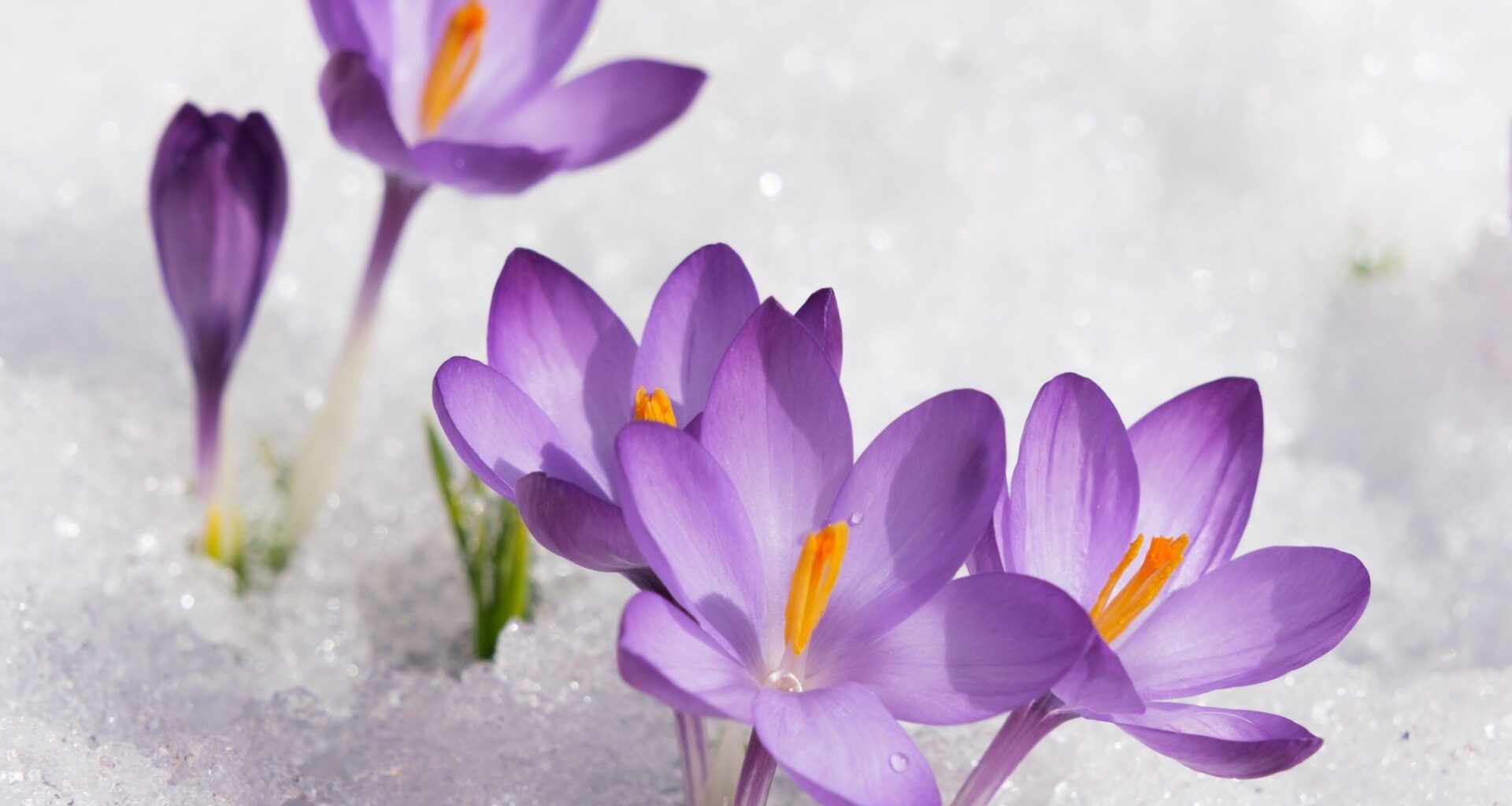 Plants reshaped themselves to survive temperature swings