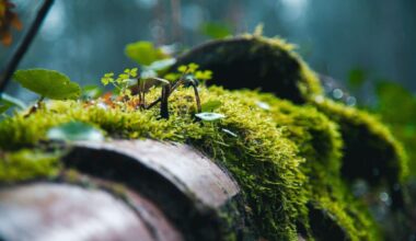 Researchers Glued Moss To The Outside Of The Iss For 286 Days, And It Survived