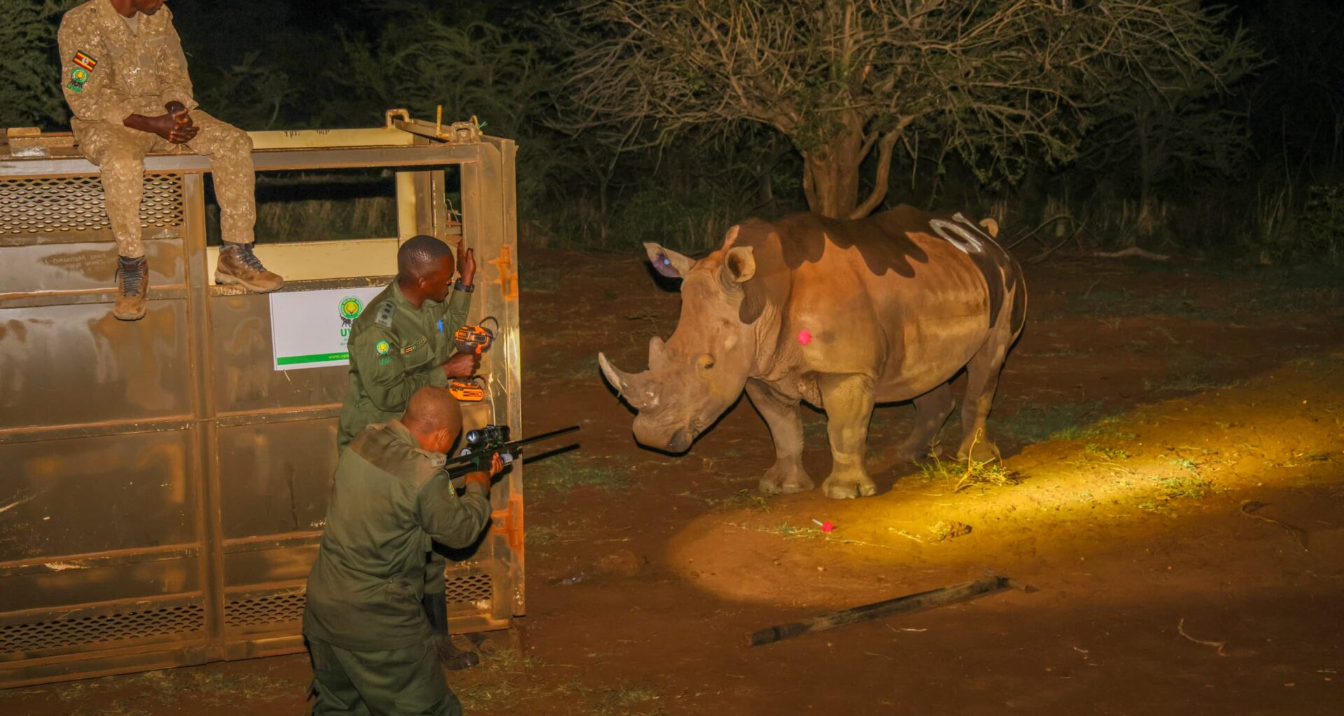 Decades after poaching drove them extinct, rhinos are back in the wild in Uganda