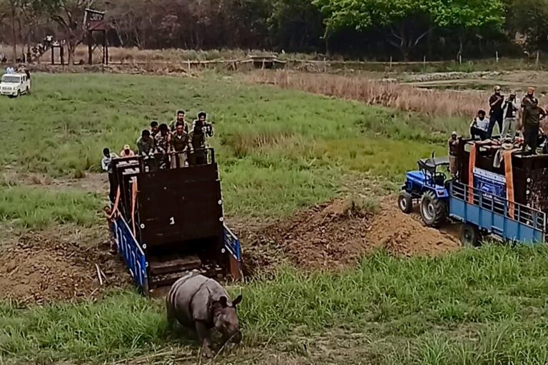 An expert who is part of the project shared that the released rhinos had been kept in rehabilitation for nearly 40 years, due to human–rhino conflict risks. Image courtesy of WWF India.