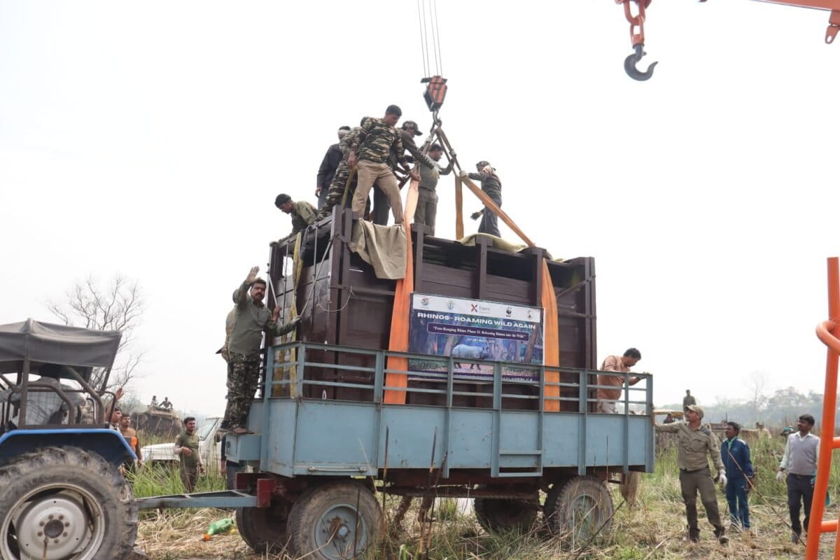 Four great one-horned rhinos from Dudhwa Tiger Reserve's rehabilitiation area were tranquilised, fitted with radio collars, examined and then released into an unfenced grassland area inside the reserve in March. The park now has eight free-ranging rhinos. Image courtesy of WWF India.