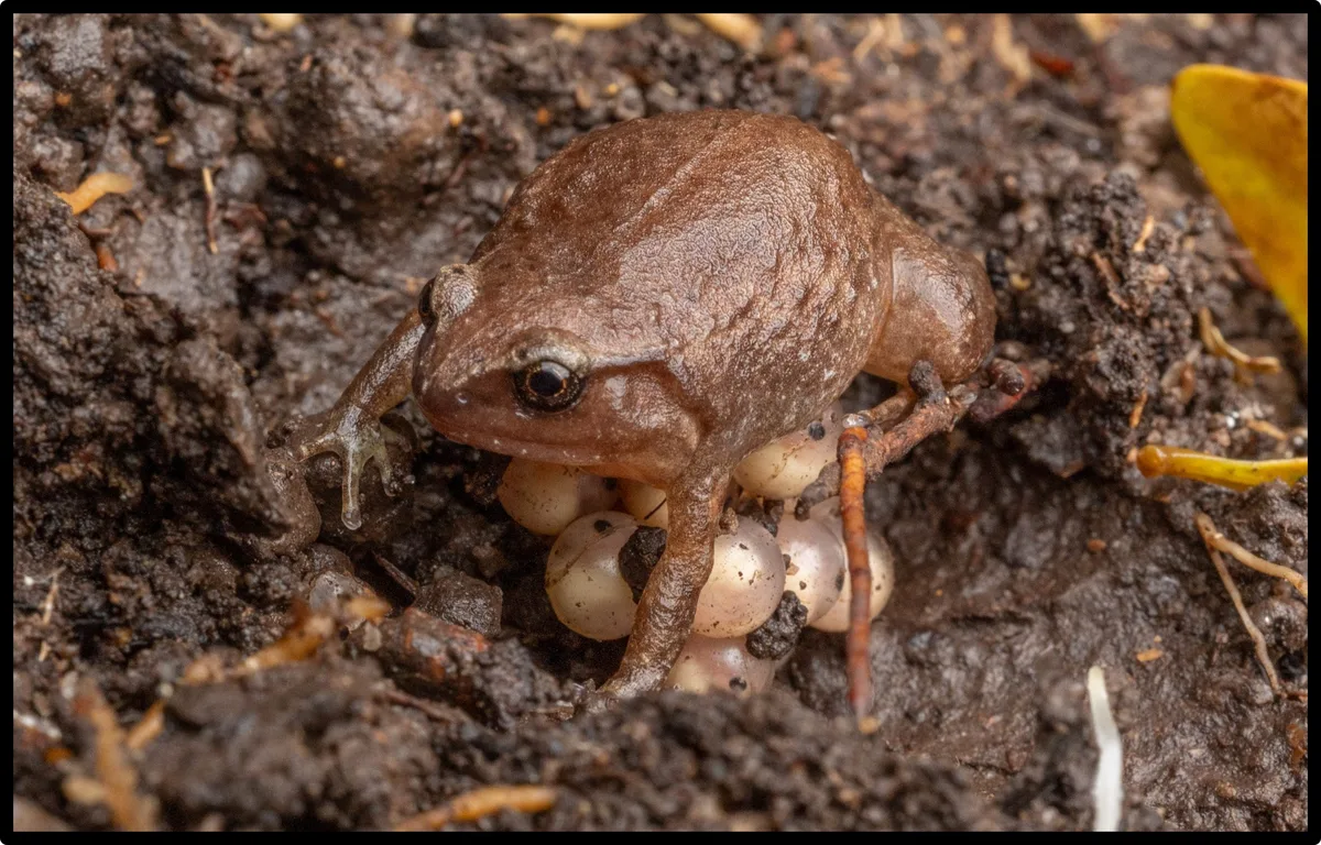 Robsut whistling frog protecting its eggs