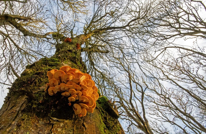 Cluster of orange-brown mushrooms growing on the trunk of a tall tree, viewed from below, with bare branches reaching toward a cloudy sky in the background. Moss covers parts of the tree bark.