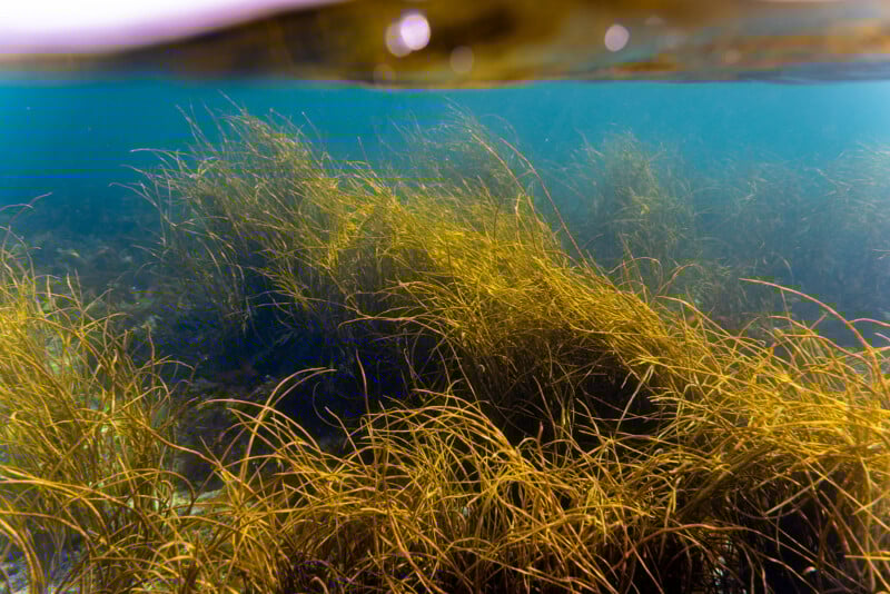 Underwater view of dense, golden-brown seaweed swaying in clear blue water, partially lit by sunlight filtering through the surface above.