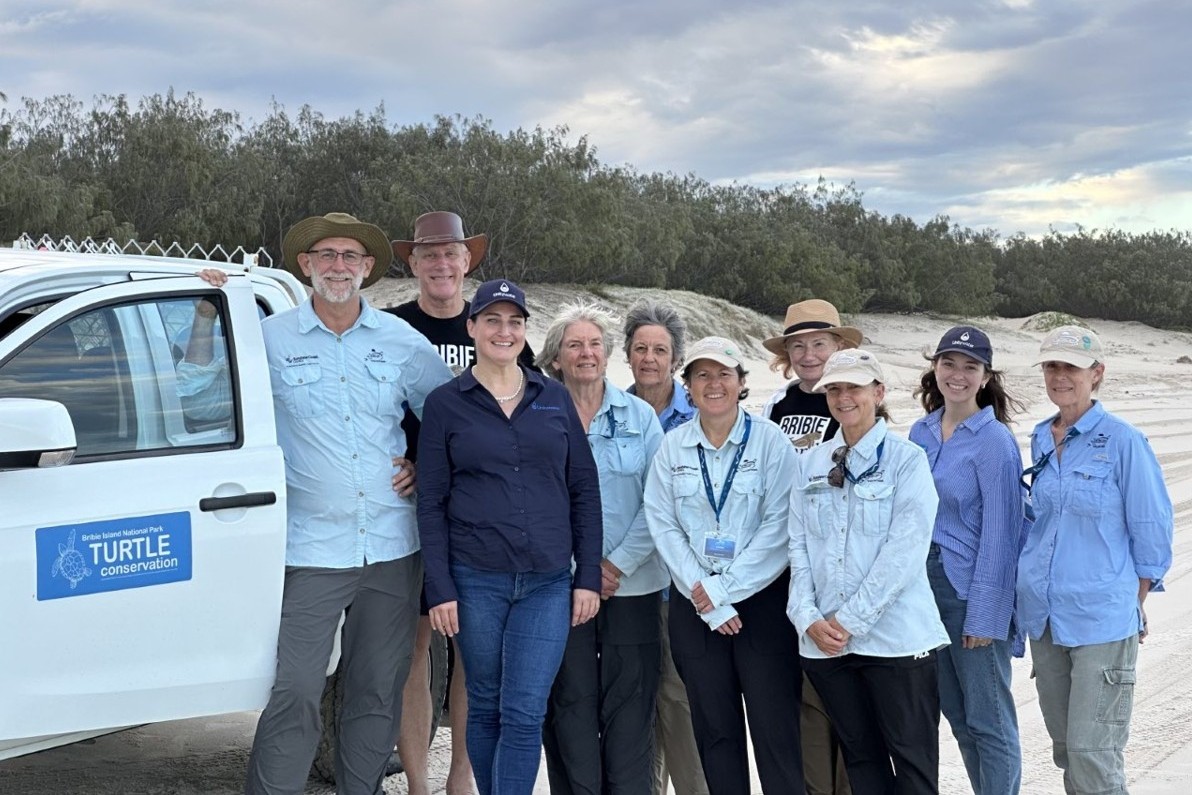 Turtle hatchlings’ chances bolstered by volunteers
