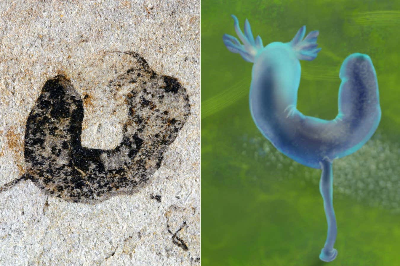A deuterostome cambroernid fossil from the Jiangchuan Biota (~554-539 million years old) and artist?s reconstruction, scale bar: 2mm.