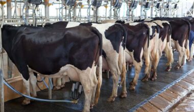 Cow milking facility