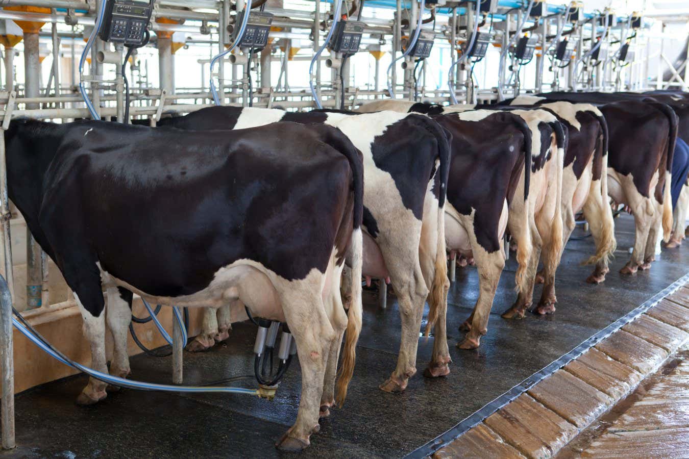 Cow milking facility
