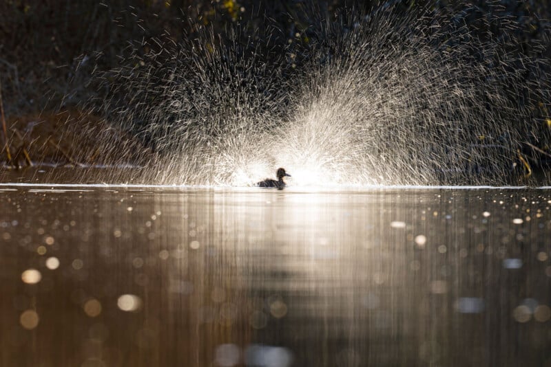 A duck splashes vigorously in a sunlit pond, creating a dramatic spray of water droplets that shine in the light against a dark, blurred background.