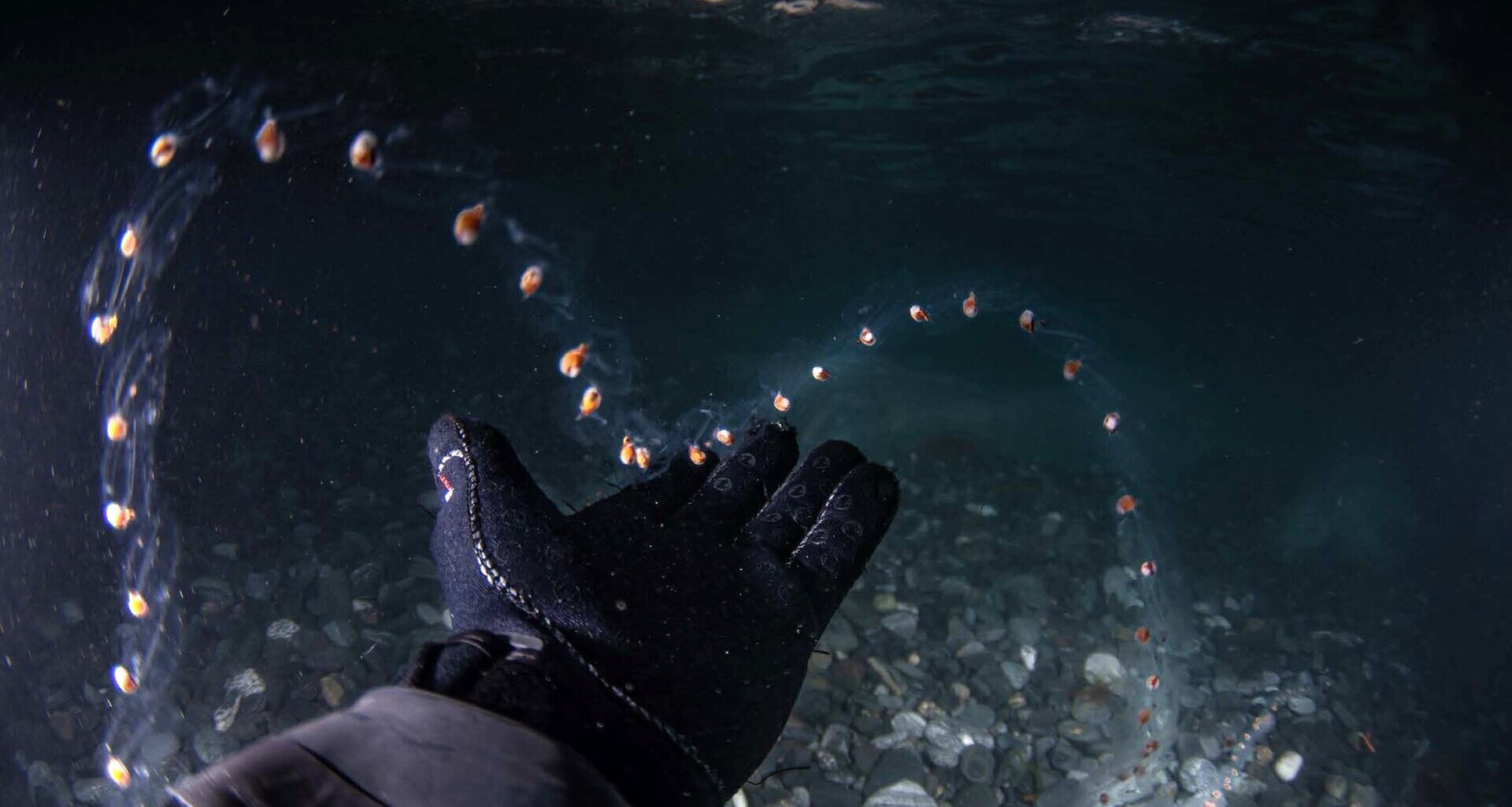 Salps