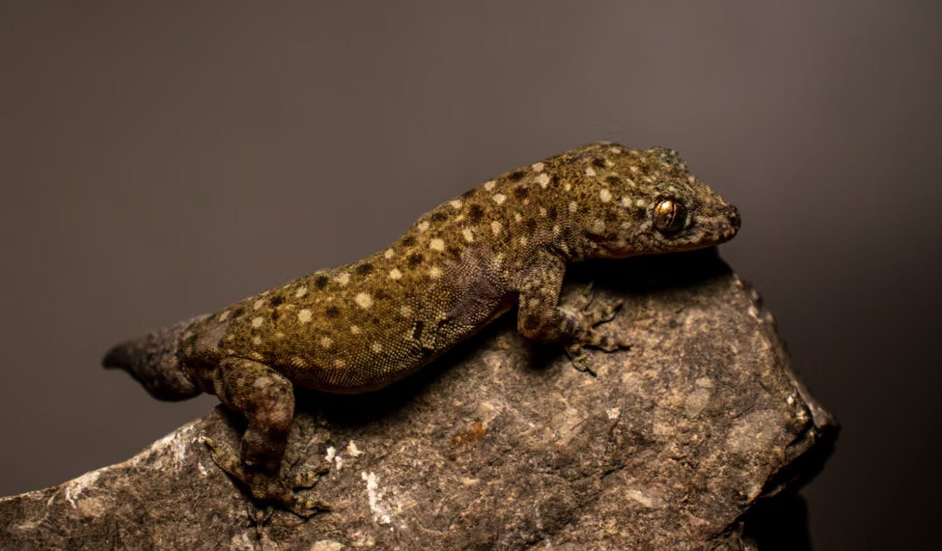 A new species of gecko in the Gehyra genus