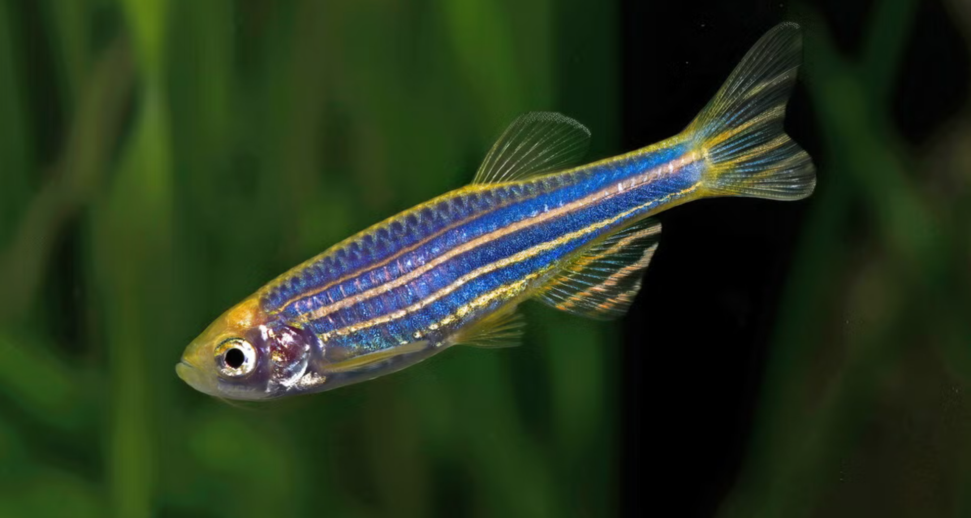 Yale researchers use zebrafish to identify autism drug candidates
