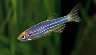 Yale researchers use zebrafish to identify autism drug candidates